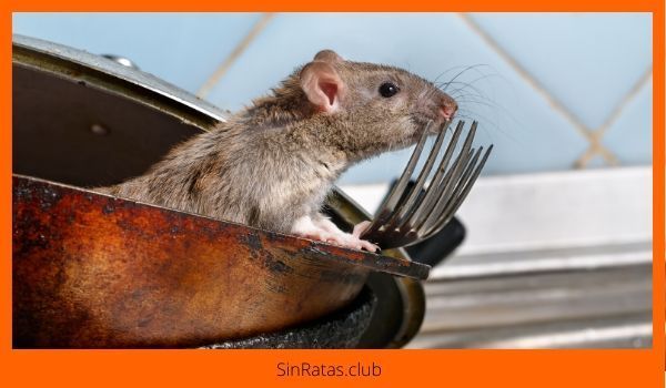 8 razones por las que las ratas son peligrosas