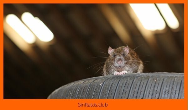 como deshacerse de las ratas en el garaje