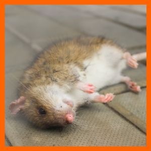 como usar responsablemente el veneno para ratas