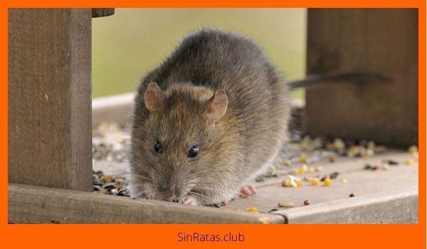 consejos sobre como asustar a las ratas