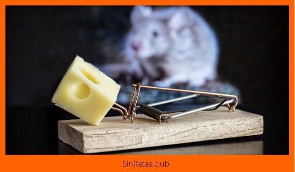 evitar errores comunes en la captura de ratones