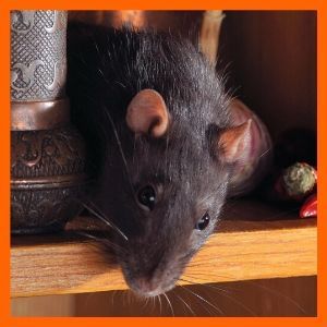 evitar que las ratas entren en tu casa