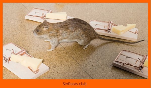 las ratas aprenden a evitar las trampas