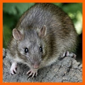 las ratas buscan comida en patio y jardin