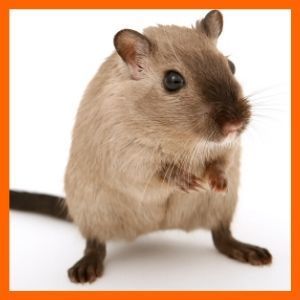 los ratones pueden escapar de una trampa con pegamento