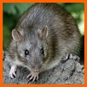 residuos de comida en tu patio atraen ratas