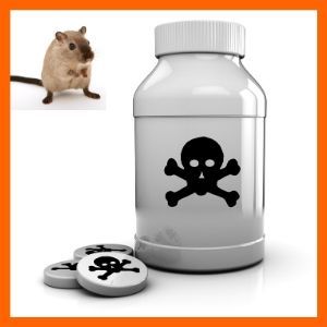 uso responsable del veneno para ratones