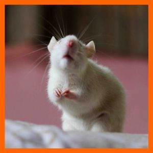 aromas para mantener alejados a los ratones