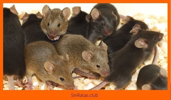 los ratones viajan solos o en grupos