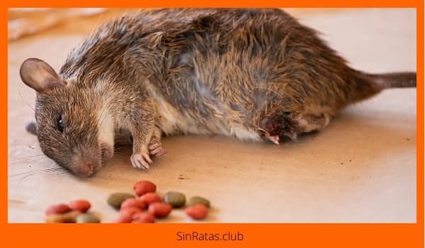 cuales son los efectos del veneno para ratas